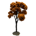 Yellowwood Tree, Large